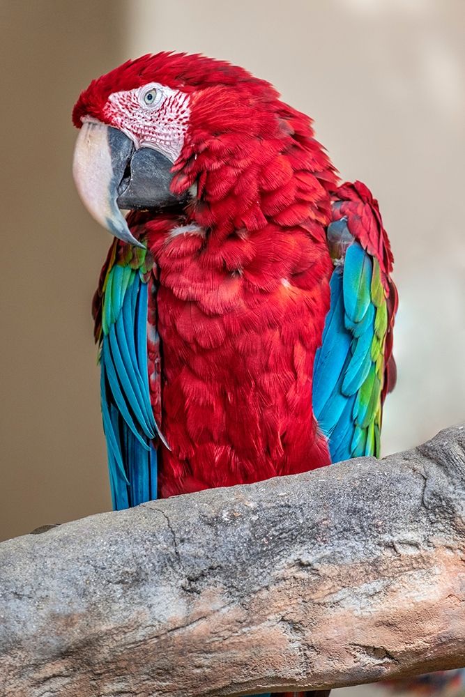 Scarlet Macaw